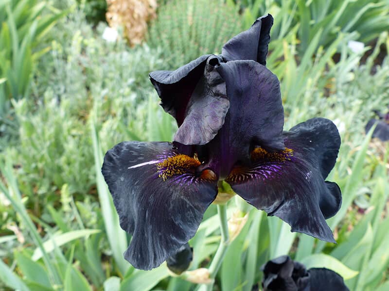 Black Magic Iris