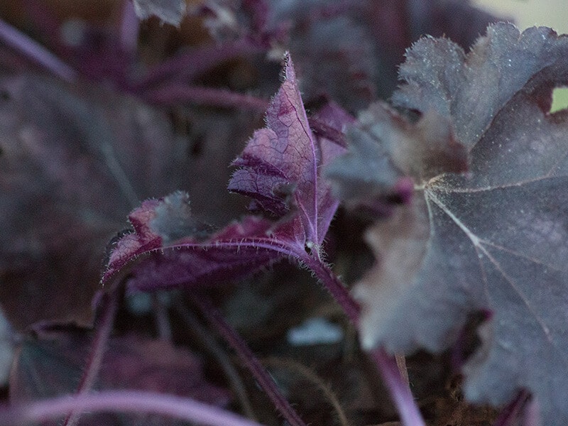 Black Pearl Heuchera