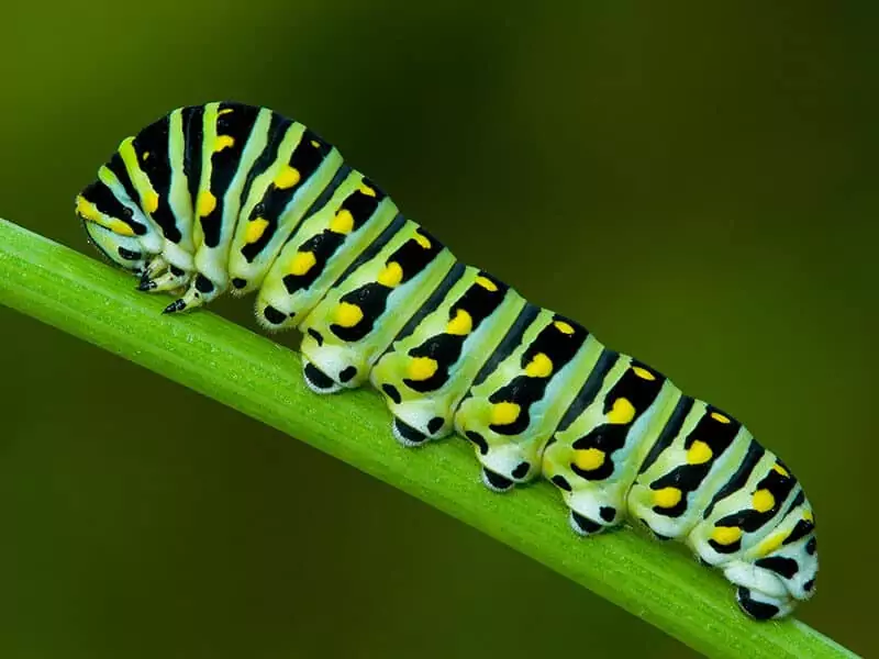 Black Swallowtail Larva