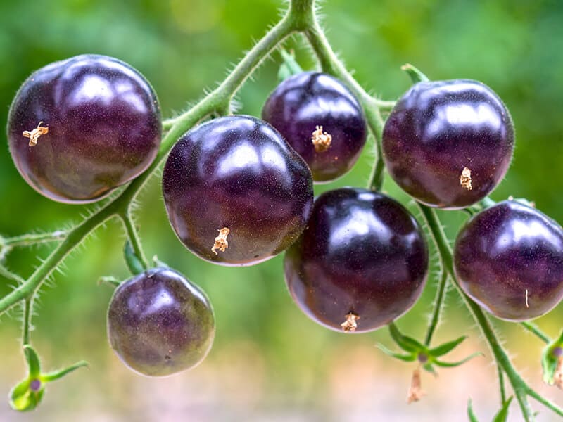 Black Tomato