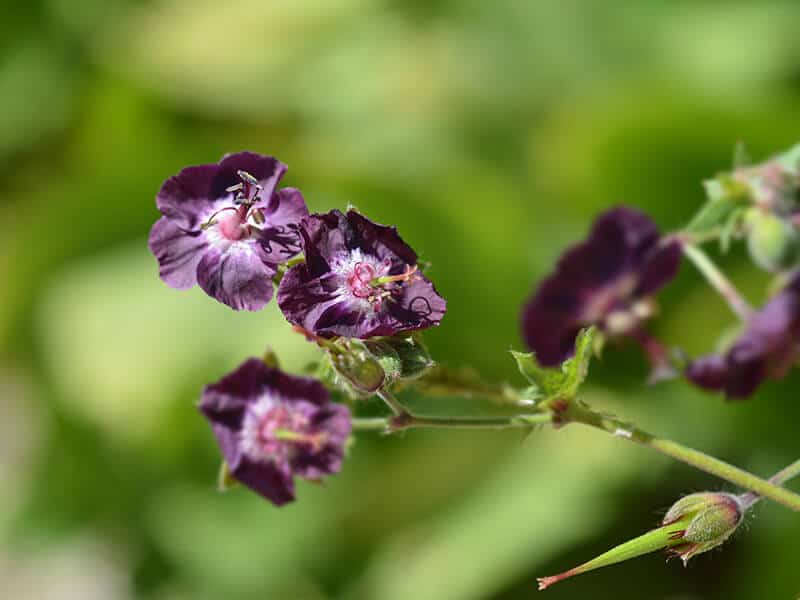 Black Widow Flowers