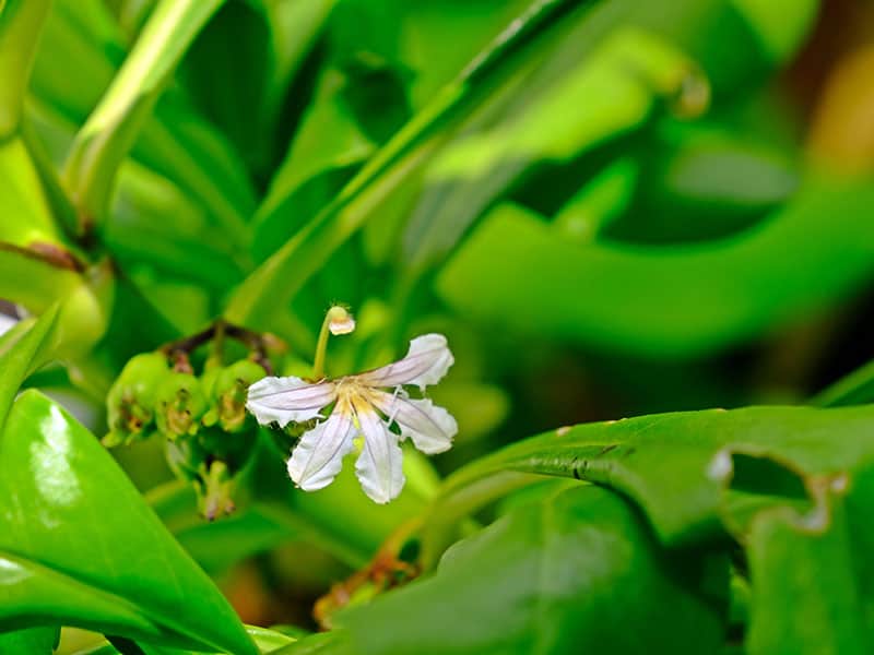 Blooming White Tropical Flowers