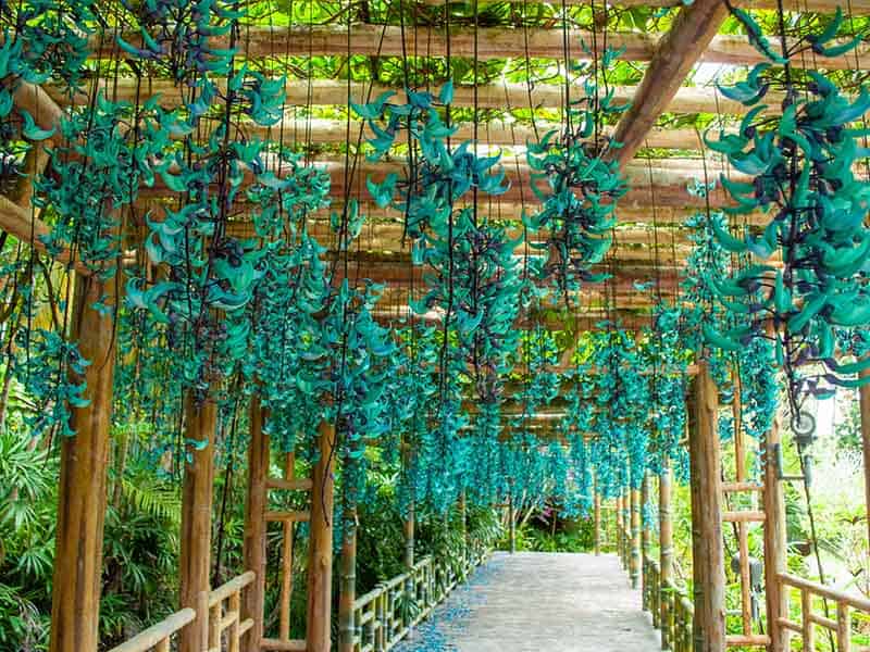 Blue Jade Vine