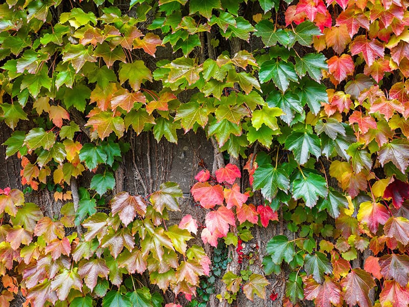 Boston Ivy