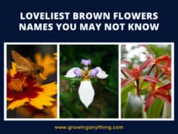 Brown Flowers Names