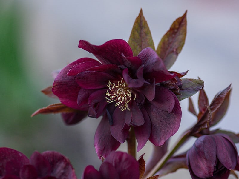 Burgundy Hellebore