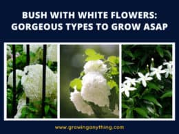 Bush With White Flowers
