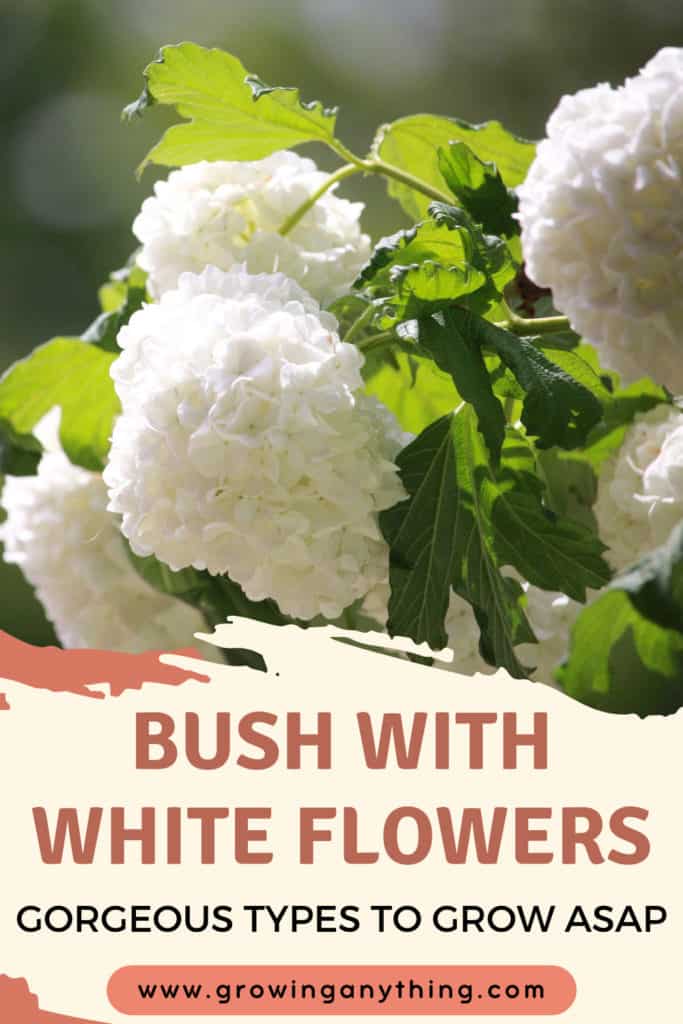 Bush With White Flowers