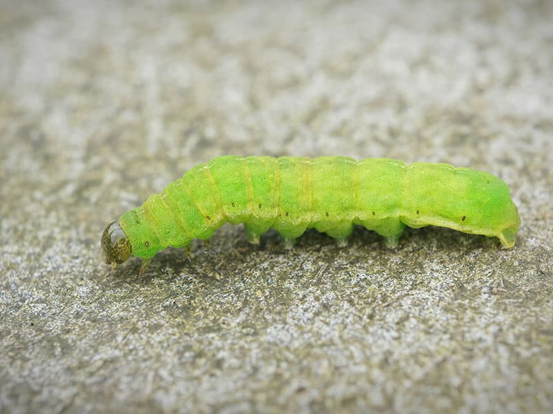 Caterpillar Angle Shades