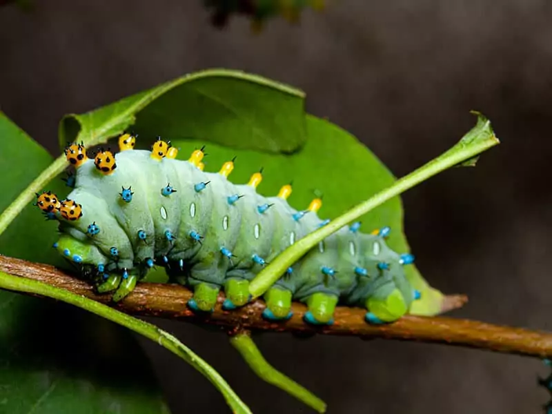 Cecropia Moth Caterpillar