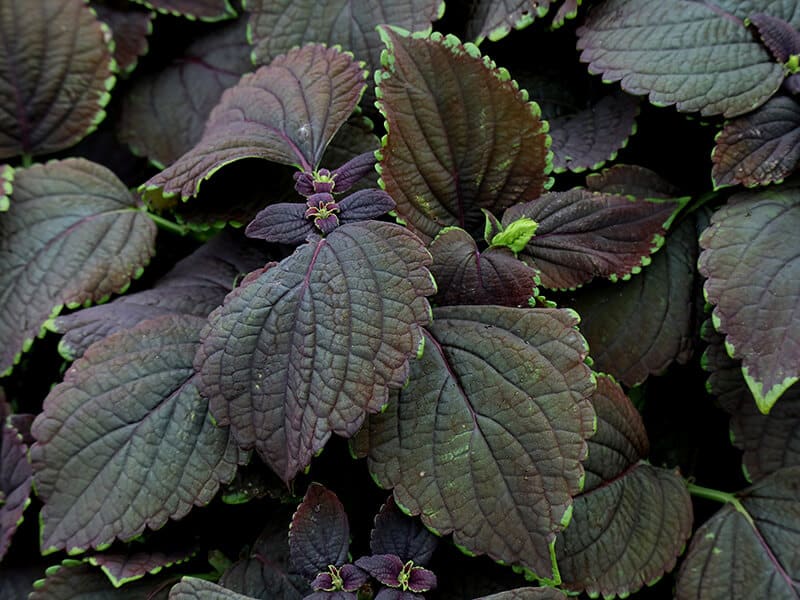 Coleus Black Prince