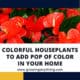 Colorful Houseplants