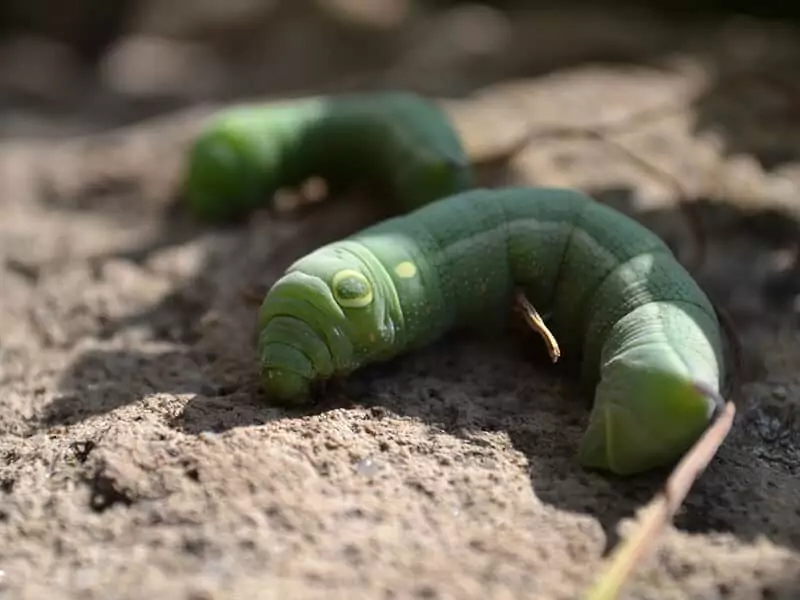 Copper Underwing Moth Caterpillar