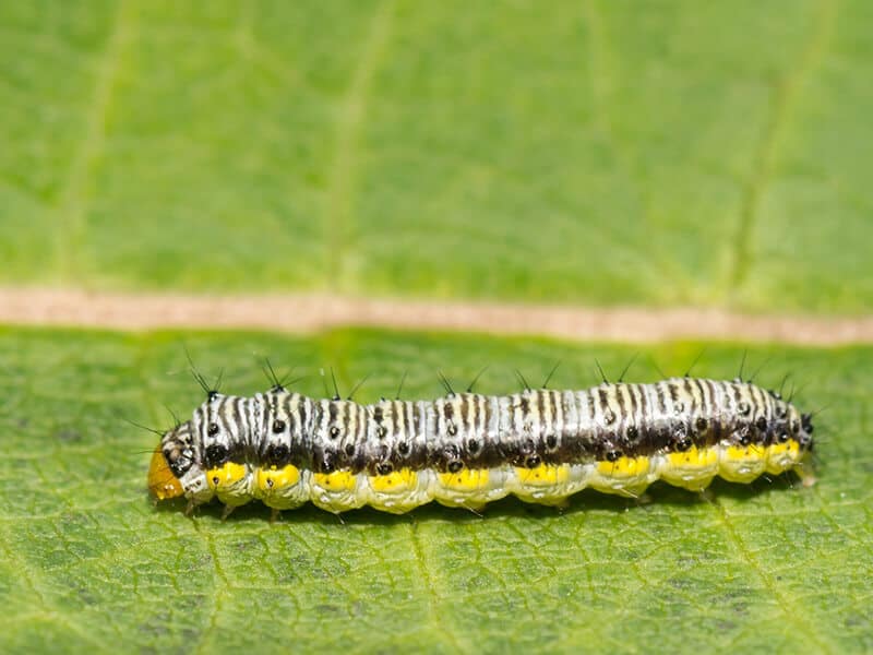 Crossstriped Cabbageworm