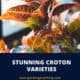 Croton Varieties