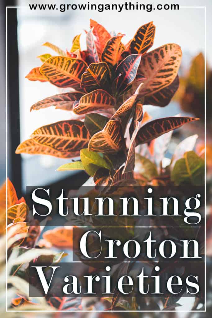 Croton Varieties