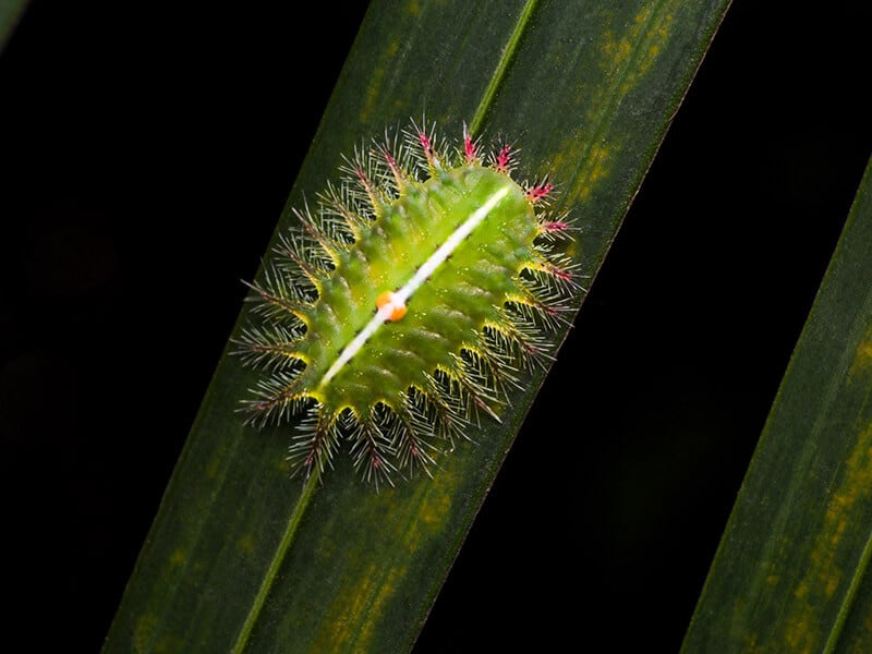 Crowned Slug Caterpillar