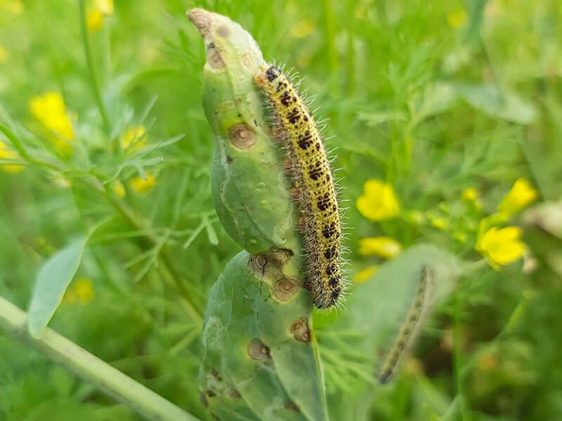 Diamondback Moth Caterpillar