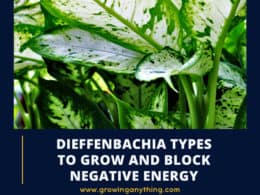 Dieffenbachia Types