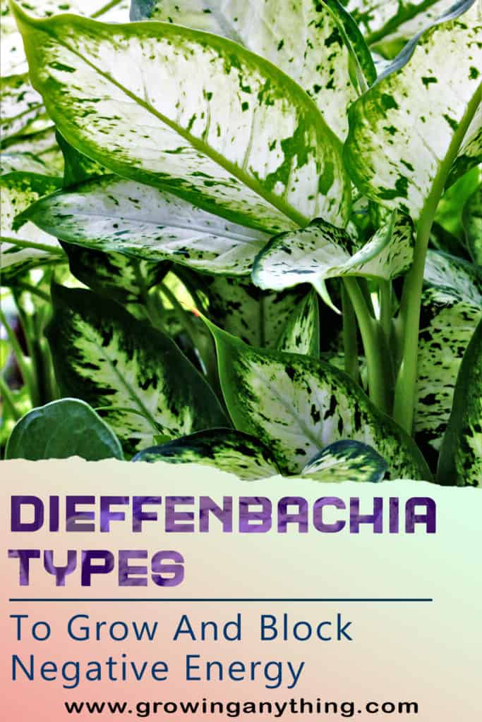Dieffenbachia Types