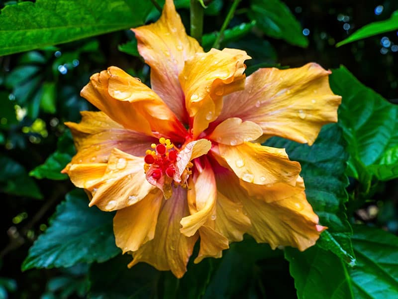 Double Hibiscus