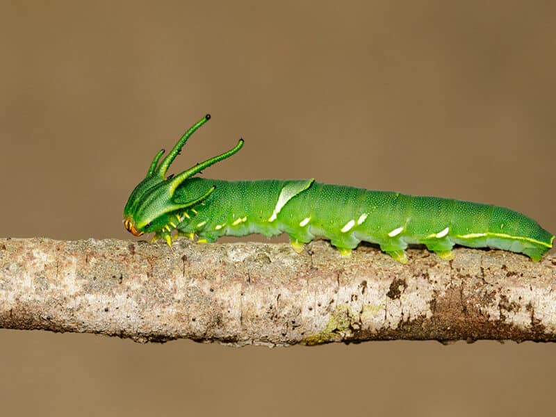 Dragon Headed Caterpillar