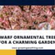 Dwarf Ornamental Trees