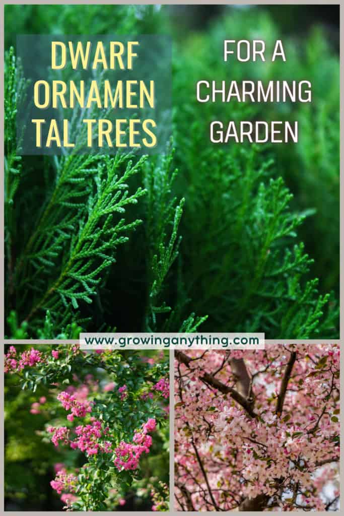 Dwarf Ornamental Trees