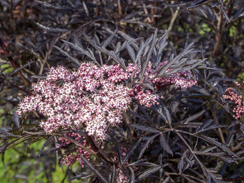 Elder Sambucus Black