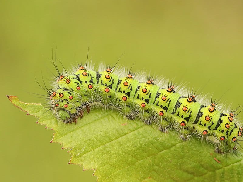 Emperor Moth Caterpillar