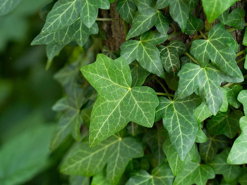 English Ivy