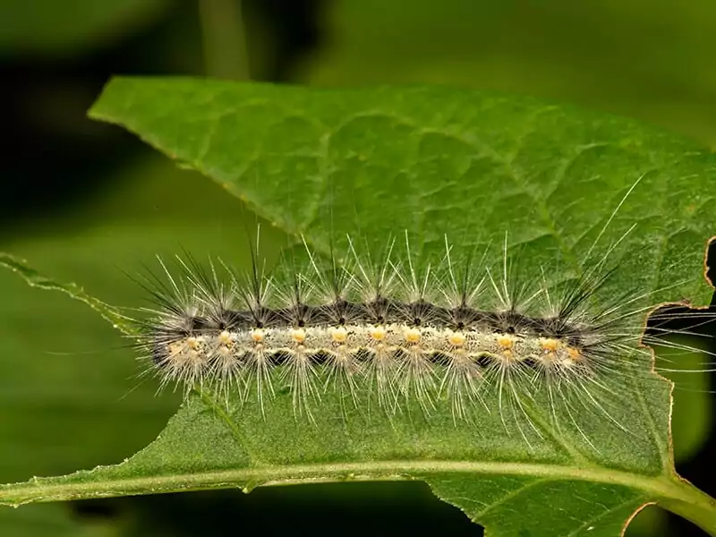 Fall Webworm