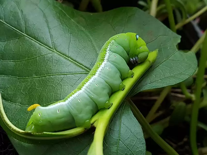 Fat Green Caterpillar