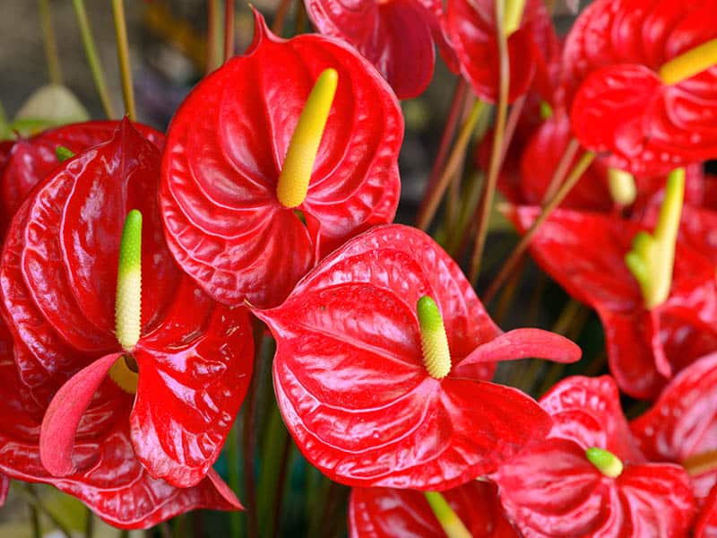 Flamingo Flower