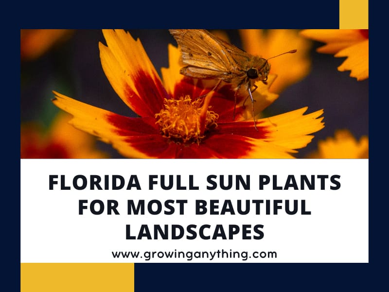 20 Florida Full Sun Plants For Most Beautiful Landscapes