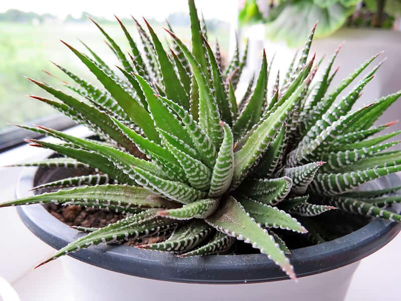Flower Haworthia