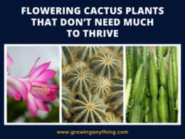 Flowering Cactus Plants