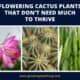 Flowering Cactus Plants