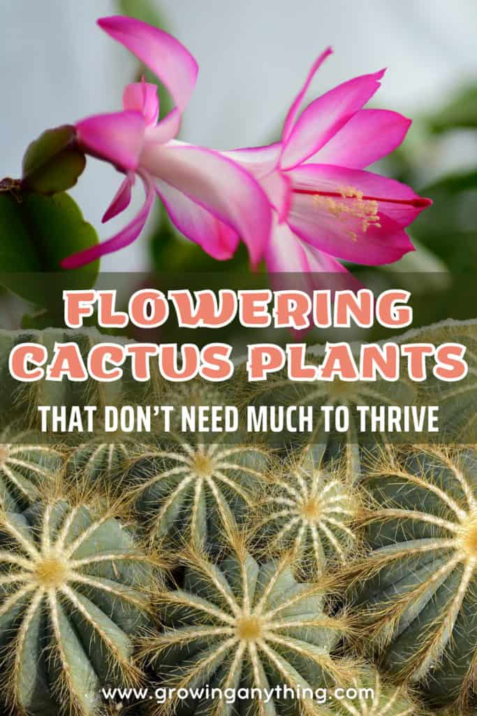 Flowering Cactus Plants