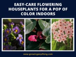 Flowering Houseplants