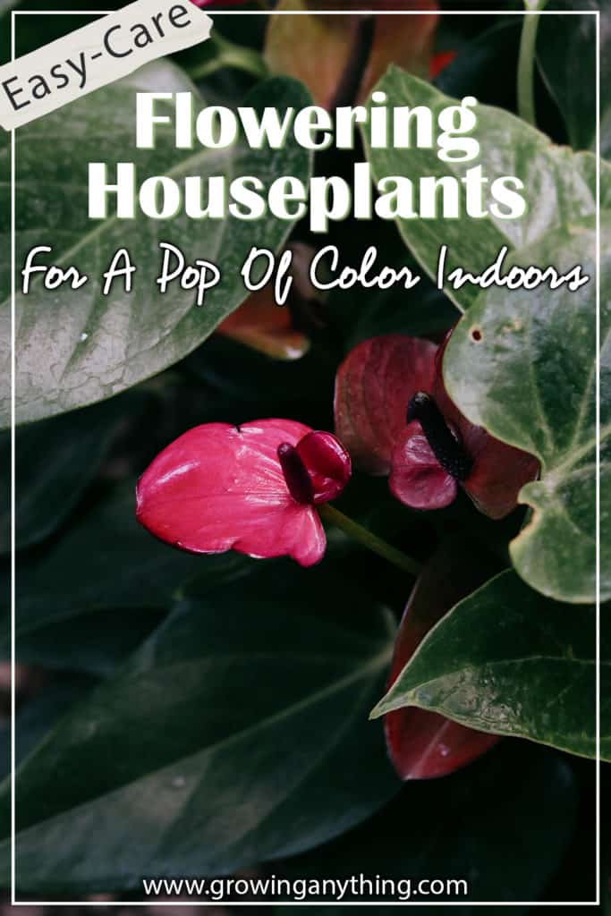 Flowering Houseplants