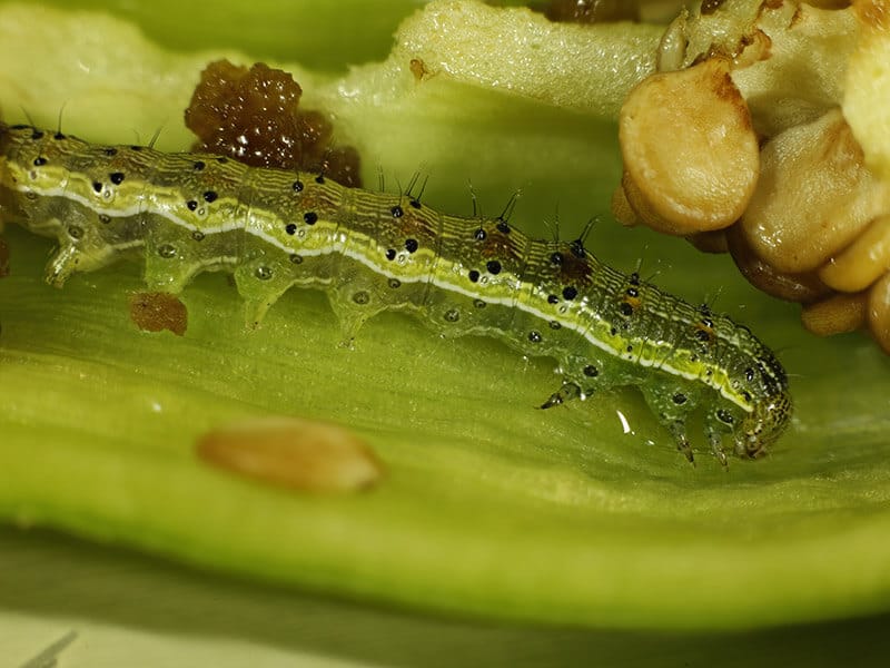 Genista Broom Moth Caterpillar