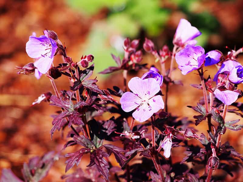 Geranium Pratense Dark