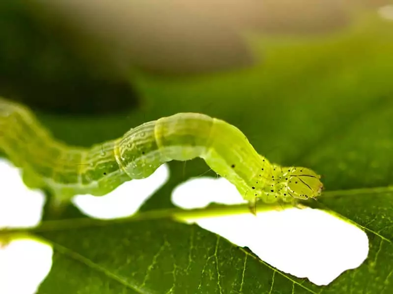 Green Cloverworm