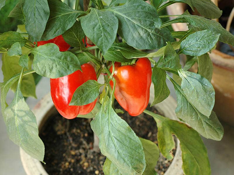 Growing Bell Peppers