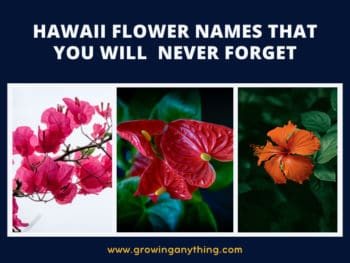 Hawaii Flower Names
