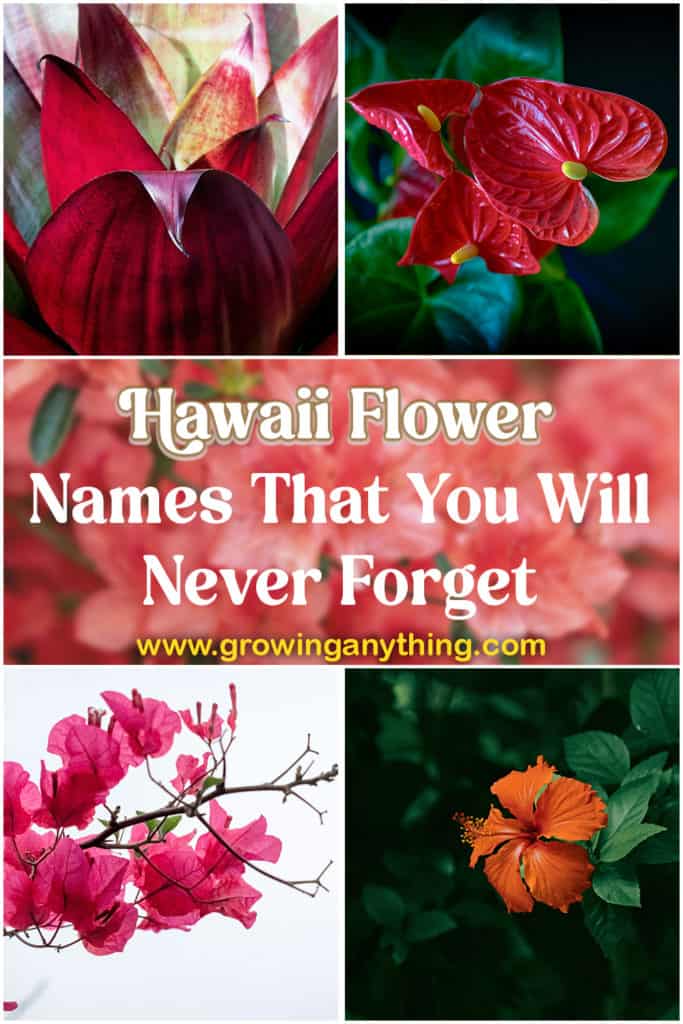 Hawaii Flower Names