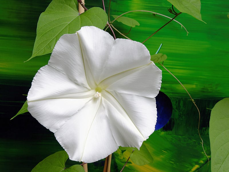 Hawaii Ipomoea