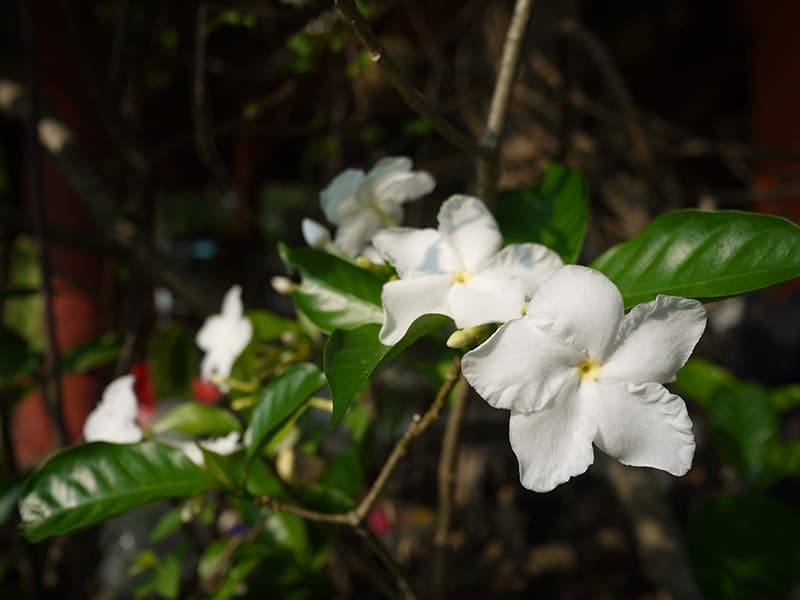 Hawaiian Gardenia