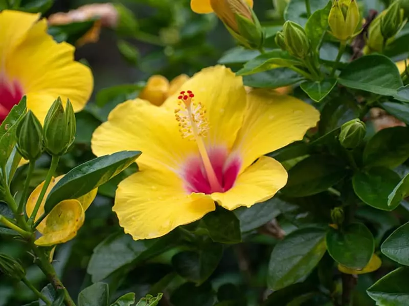 Hawaiian Hibiscus